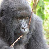  Gorilla (Congo)